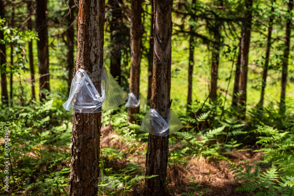 Plastic bags for harvesting pine oil in the forest