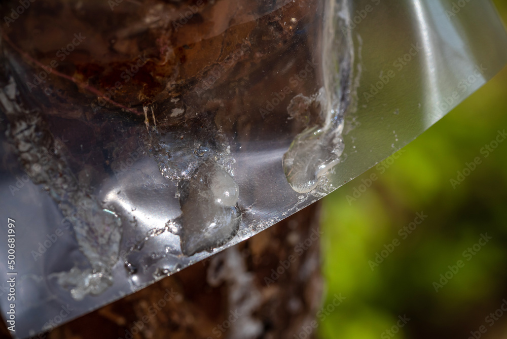 Close-up of pine resin harvested from a pine tree