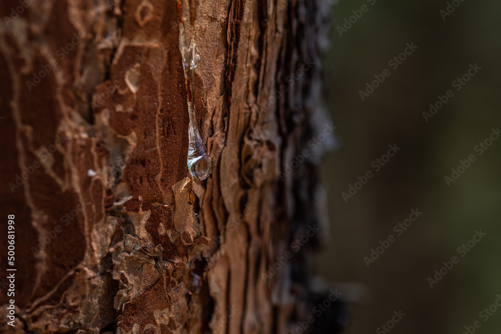 Close-up of pine oil secreted by pine trees