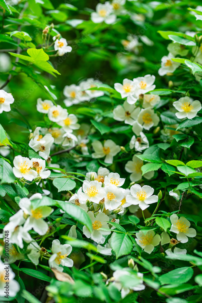 White briar flower blooming in spring