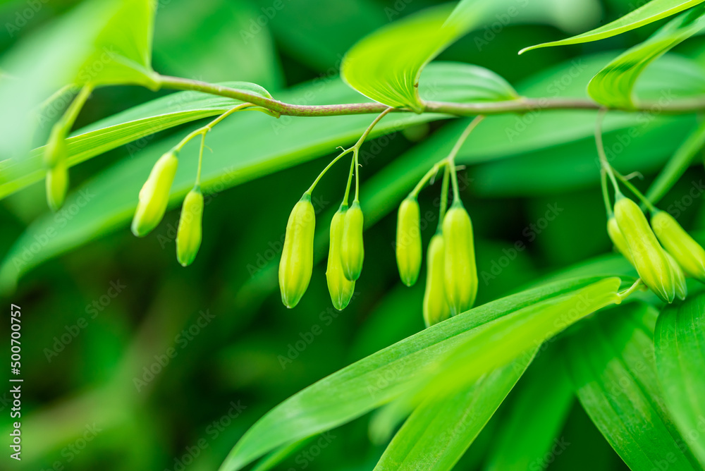 野生中草药黄精