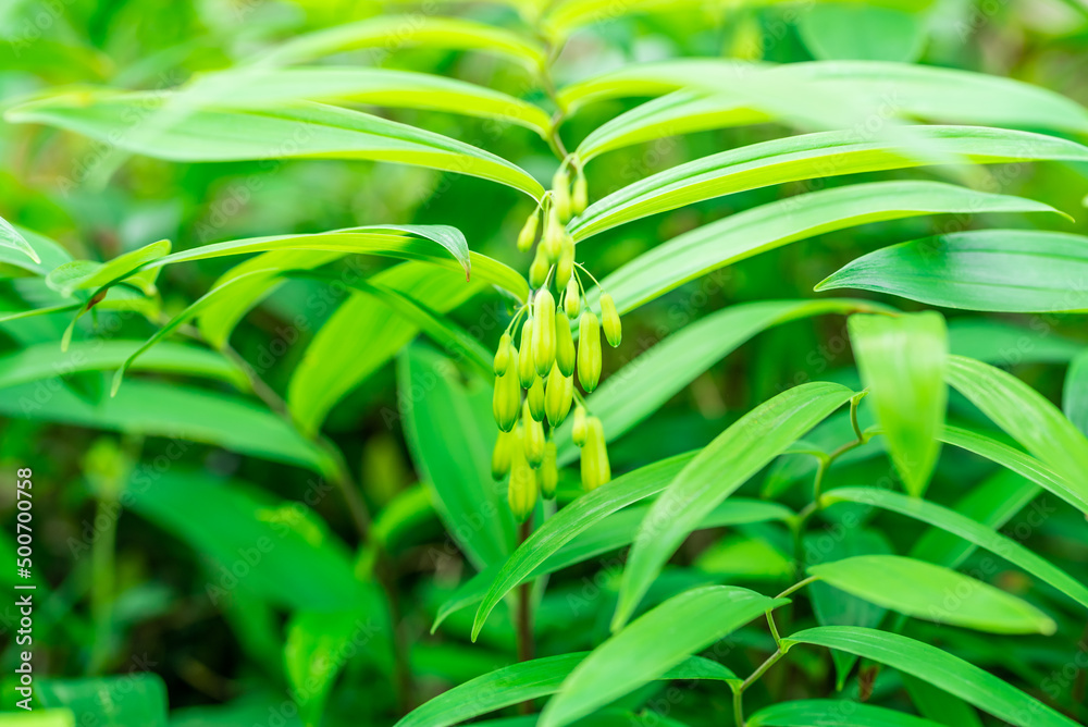 Wild Chinese herbal medicine Polygonatum chinensis