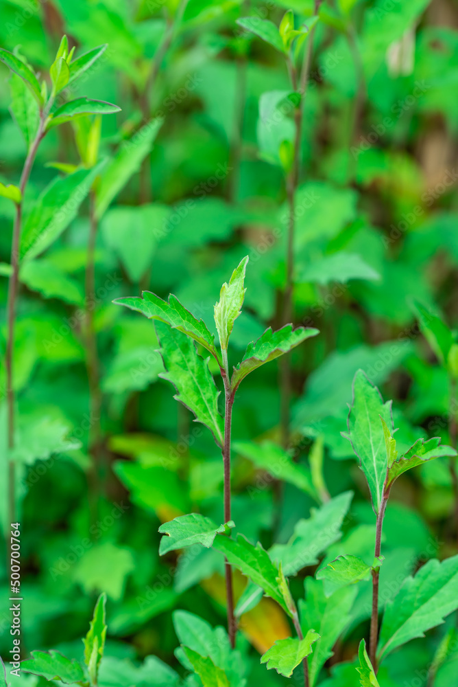 Spring wild vegetable Malan head