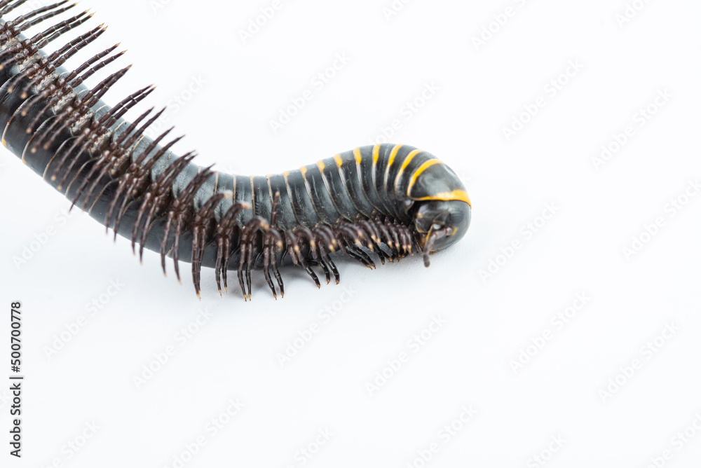 Close-up of millipede feet