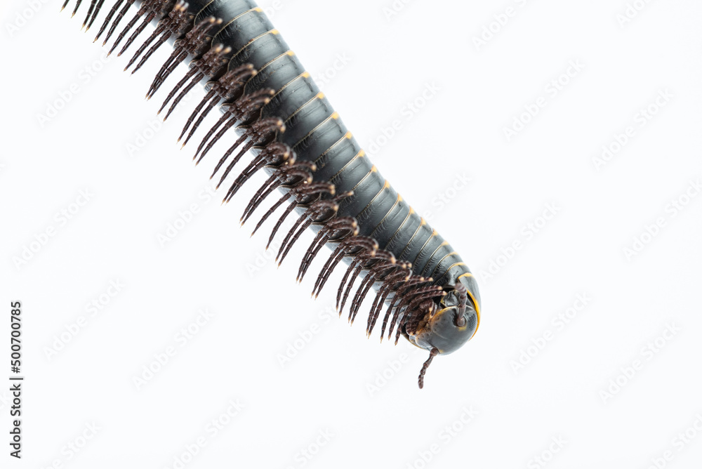 Close-up of millipede feet