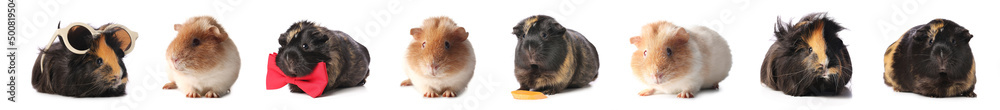 Set of cute guinea pigs isolated on white