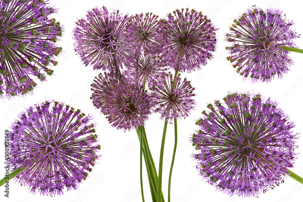 Decorative onion blossom flower collection