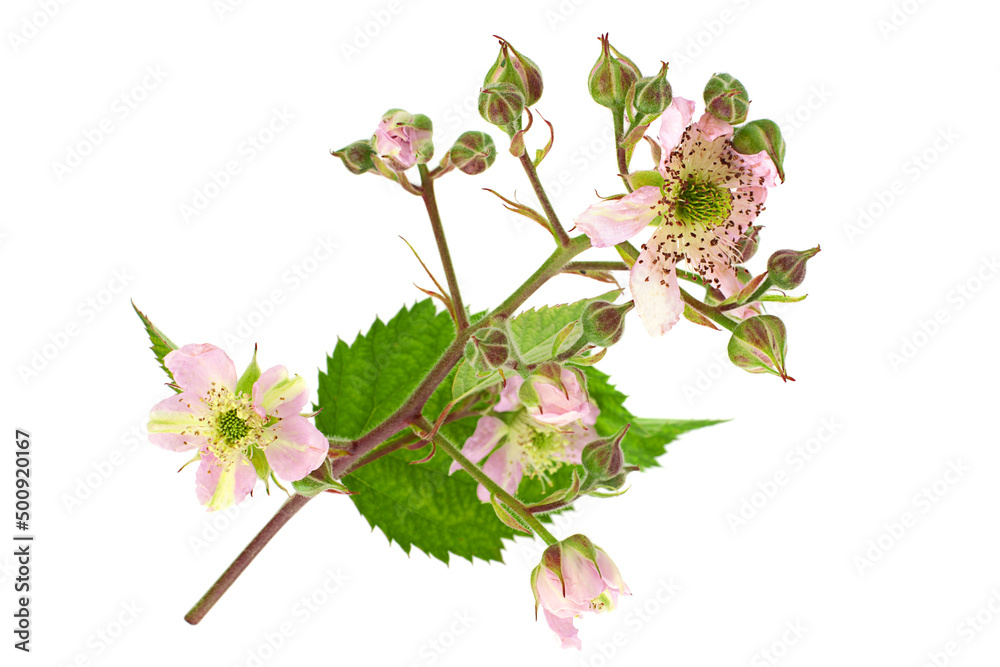 Blackberry blossom flower on white