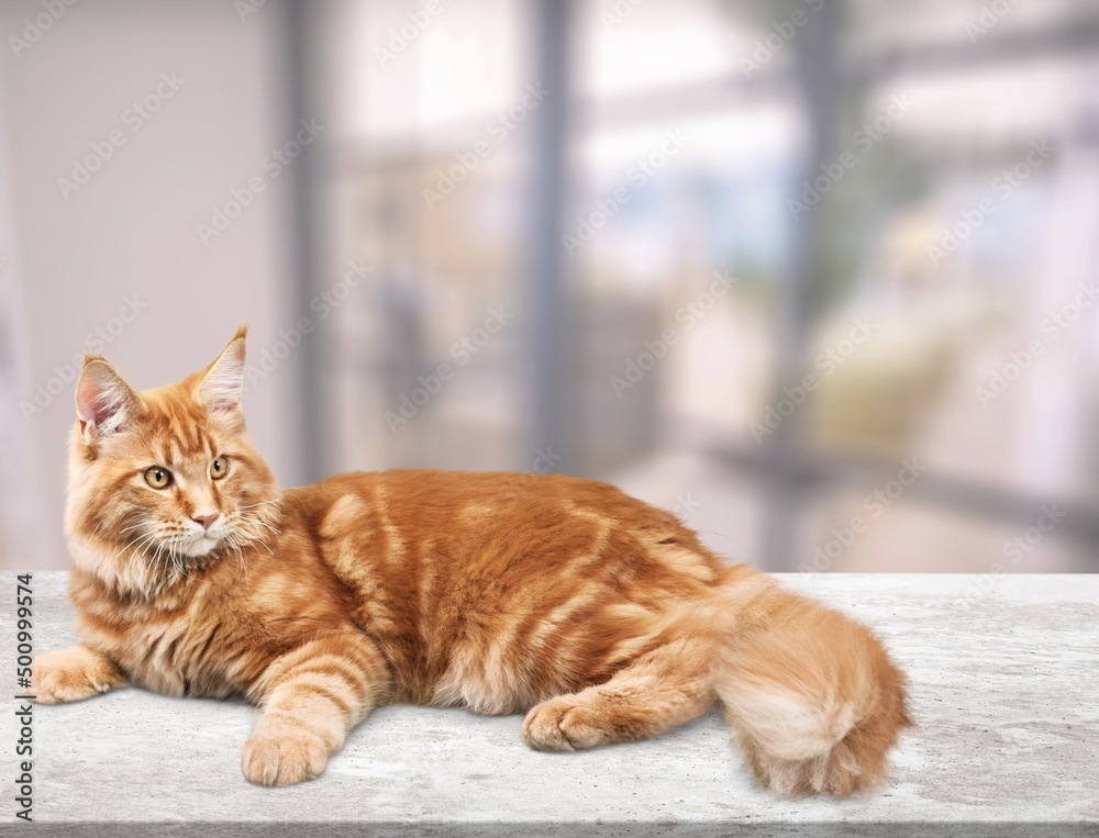 Red cat lies on the table with his eyes and dozing.