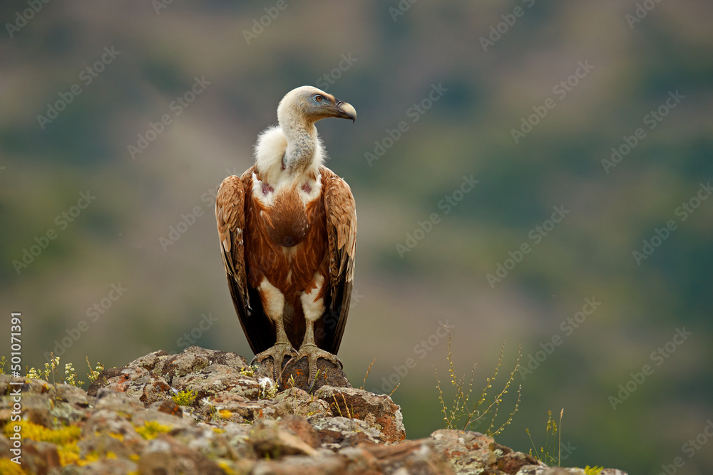 Europe wildlife. Griffon Vulture, Gyps fulvus, big birds of prey sitting on rocky mountain, nature h