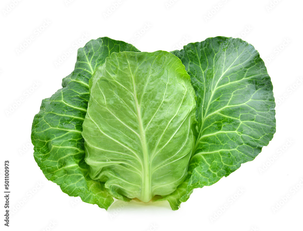 fresh green pointed cabbage isolated on white background