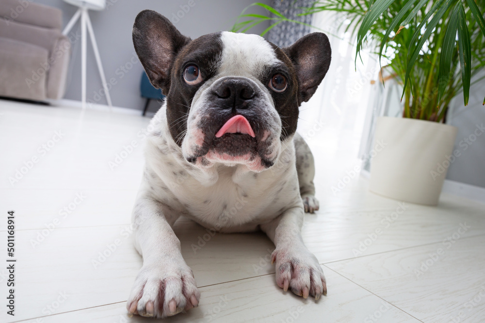 Adorable french bulldog lying under the palm tree at home