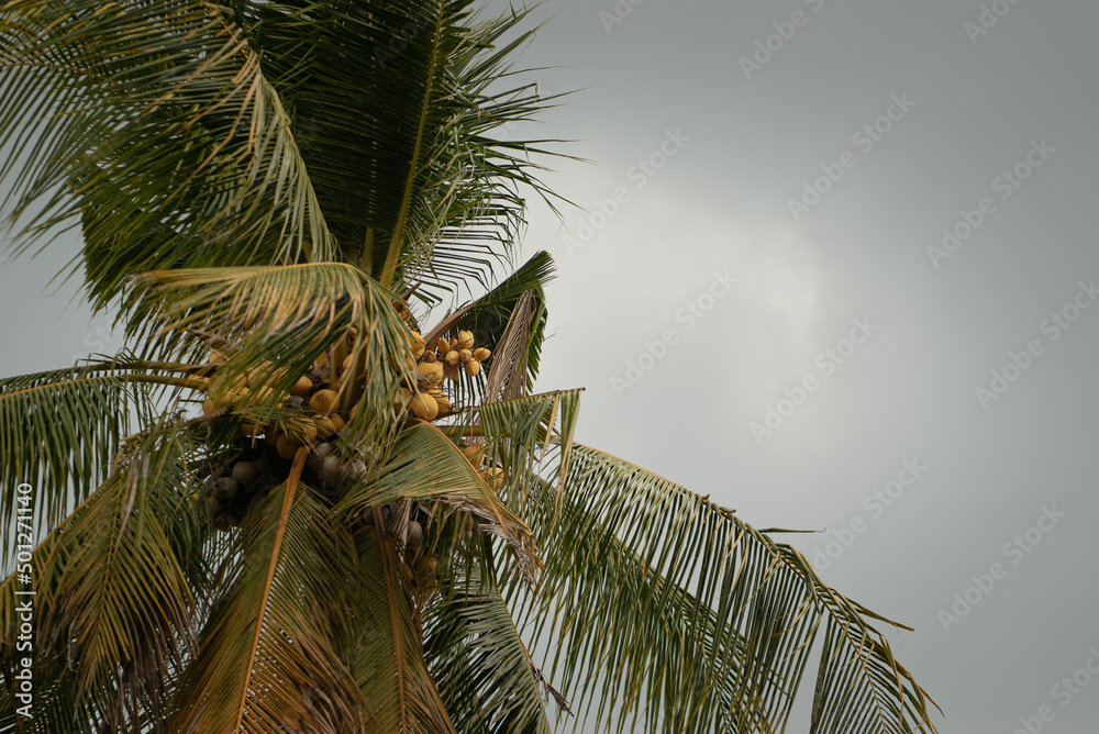 coconut palm trees