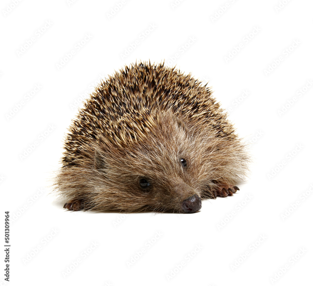 Hedgehog  isolated on white