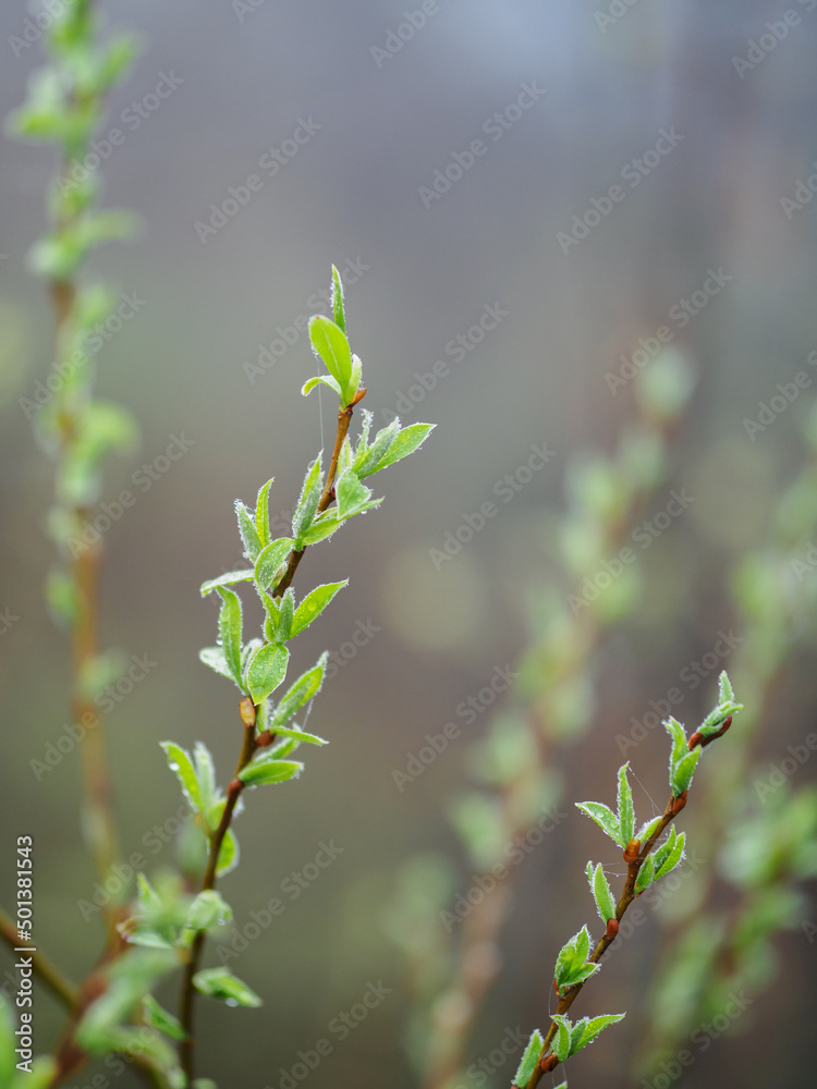 buds are blooming on the trees, a foggy morning