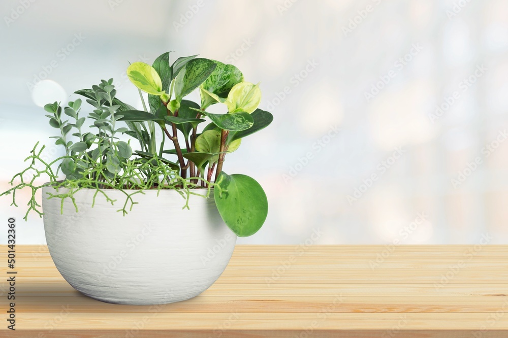 Green sprouts in white a bowl. Sprouting and healthy eating and living. Gardening at home kitchen co