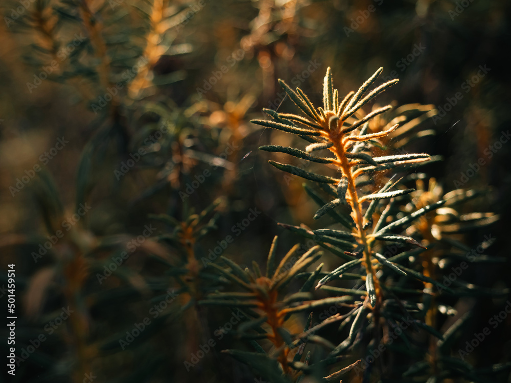 迷迭香茎特写，树荫下有令人惊叹的美丽bokeh