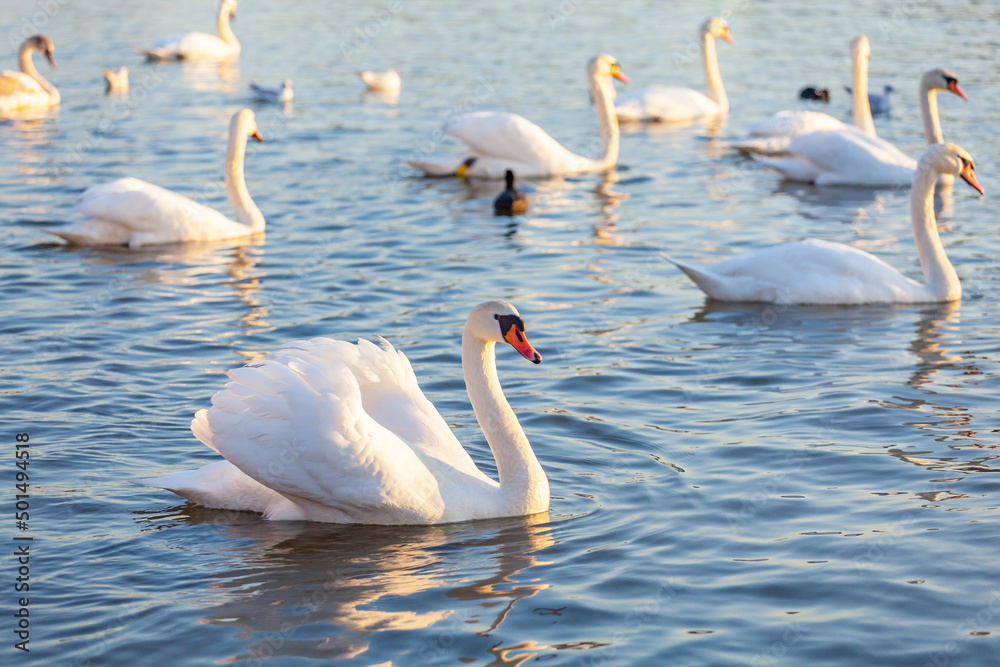 A White Swans And Many Gulls Swim In The River