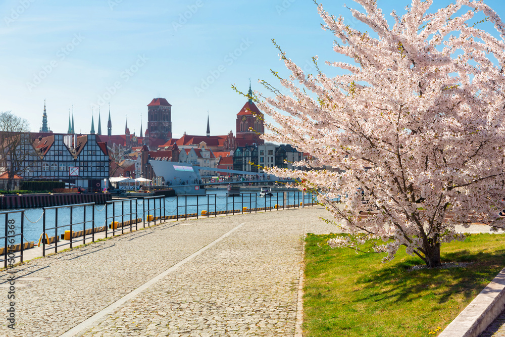 Spring with white blossom apple trees in Gdansk, Poland