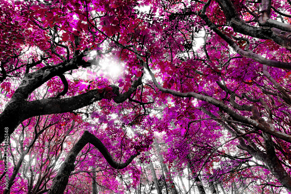 Árbol en primavera. Árbol de haya en primavera. Fondo de naturaleza.