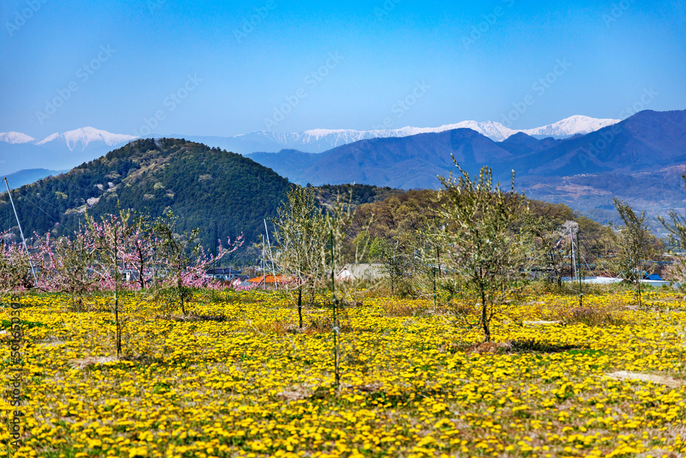 満開の桃の花が咲く風景、山梨県笛吹市