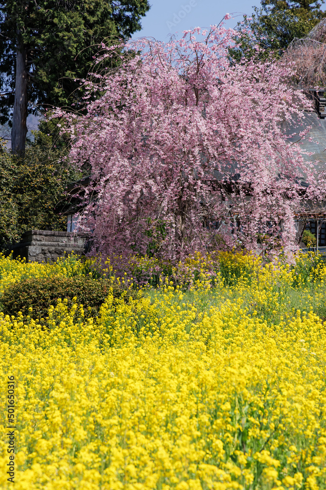 満開の菜の花と枝垂れ桜、山梨県笛吹市