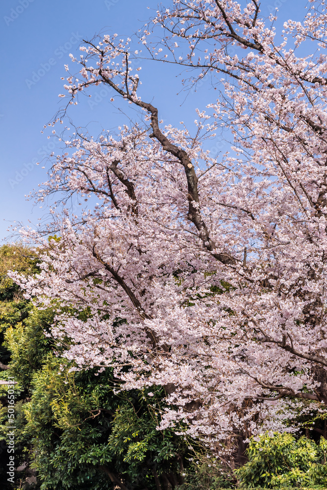 ピンクの花びらが綺麗な満開の桜の花