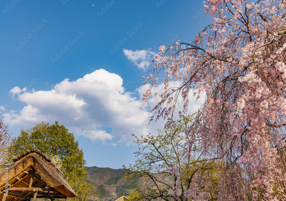 満開の枝垂れ桜と青空