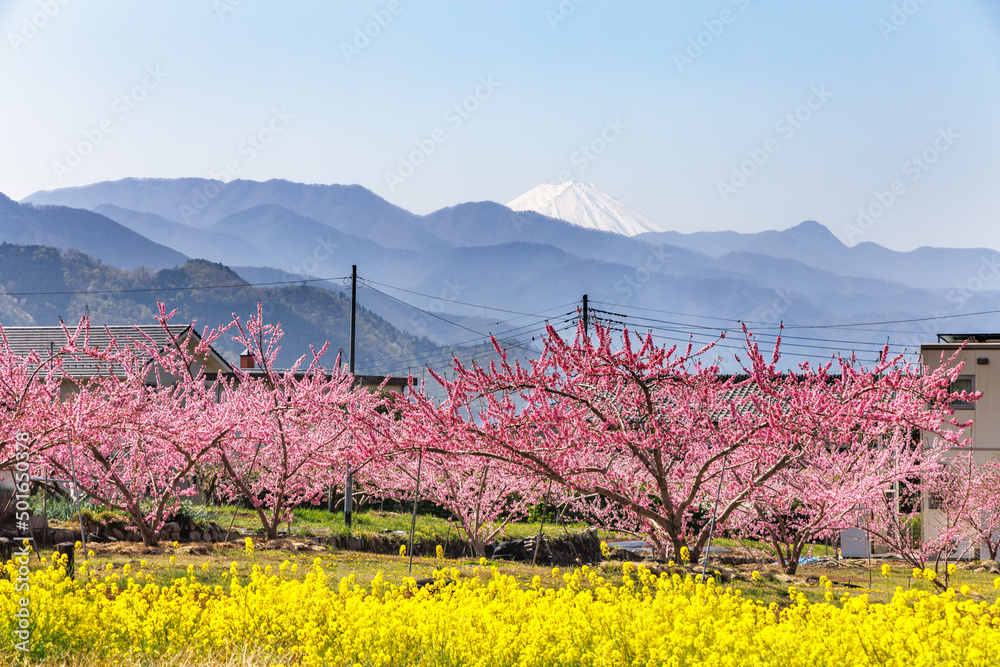 満開の桃の花が咲く風景、山梨県笛吹市