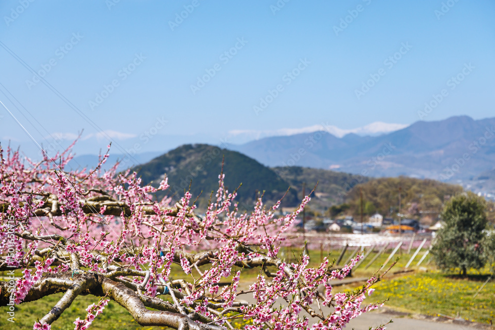 満開の桃の花が咲く風景、山梨県笛吹市