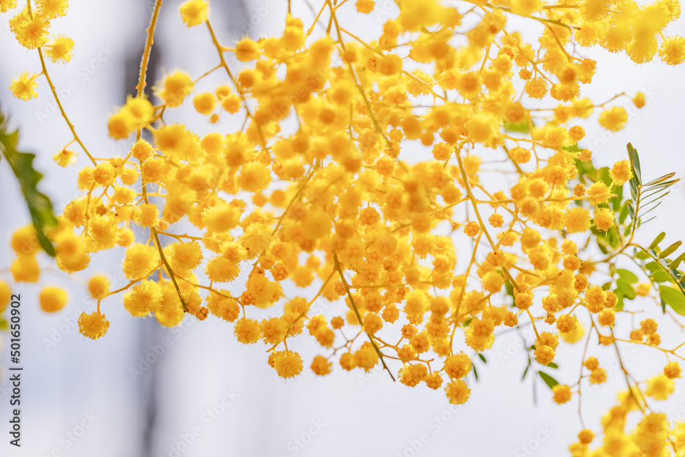 黄色が綺麗な満開のミモザの花