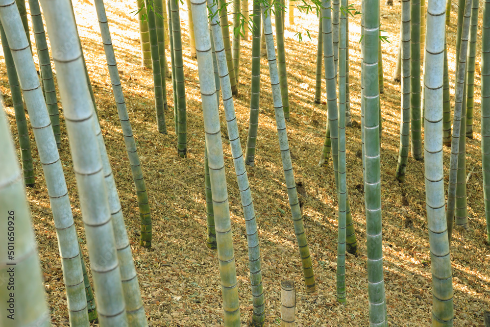 瑞々しい新緑の竹林