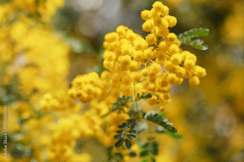 黄色が綺麗な満開のミモザの花