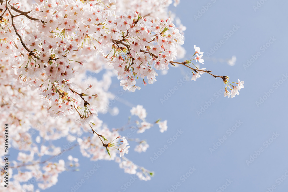 ピンクの花びらが綺麗な満開の桜の花