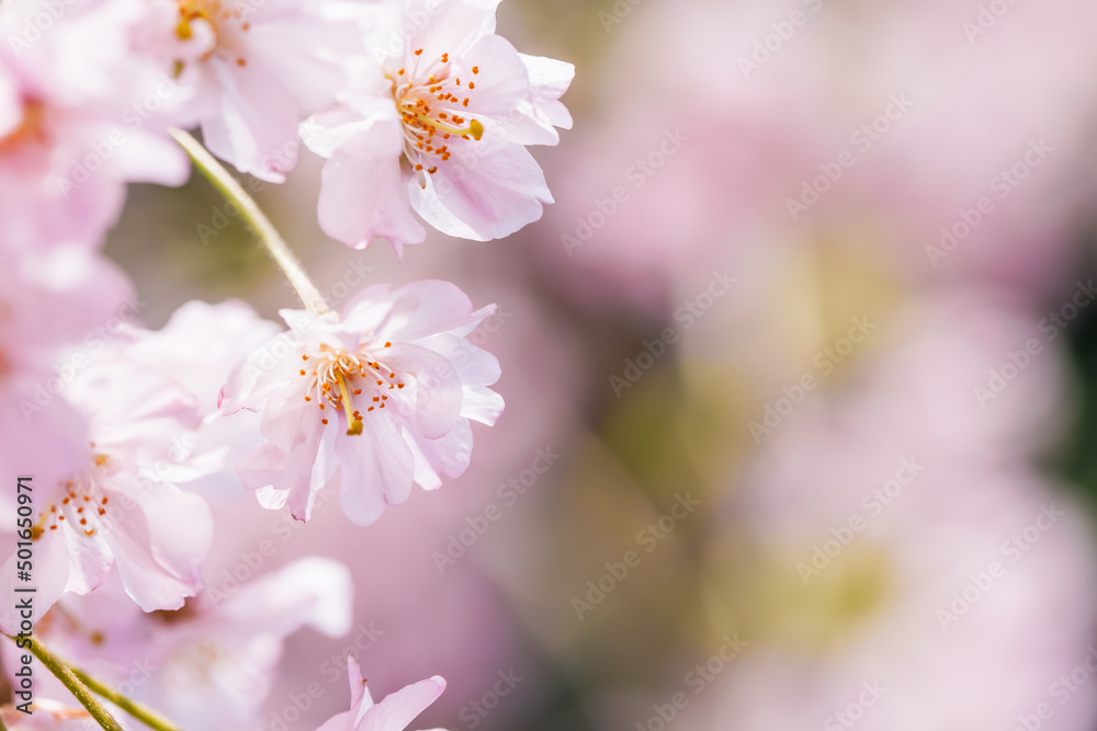 ピンクの花びらが綺麗な満開の桜の花