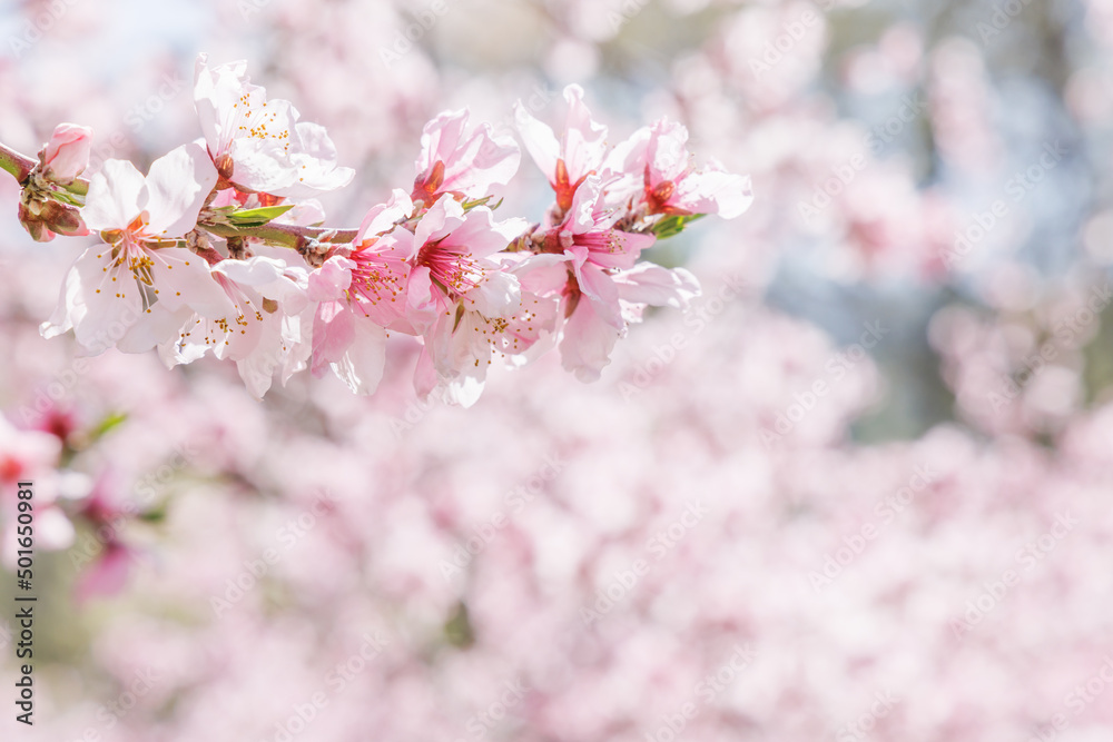 ピンク色が綺麗な満開の桃の花、山梨県笛吹市