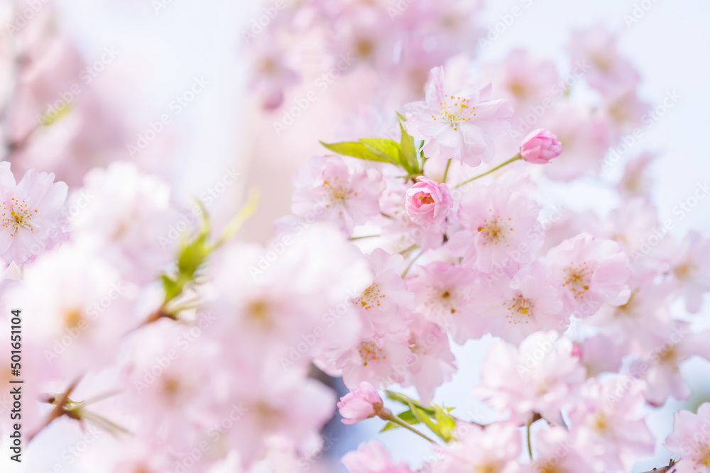 ピンクの花びらが綺麗な満開の桜の花