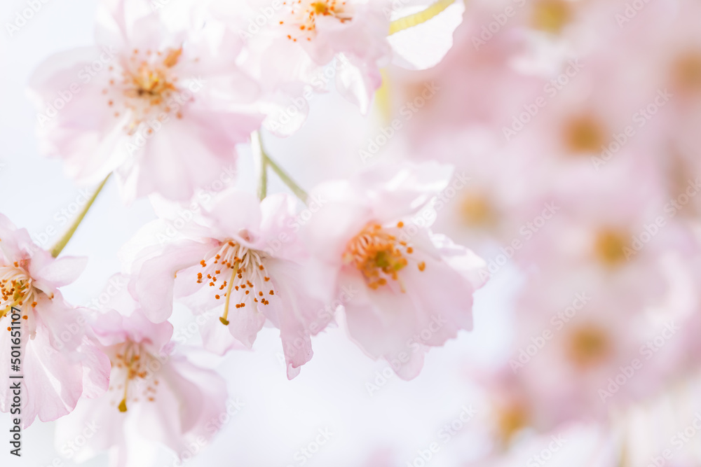 ピンクの花びらが綺麗な満開の桜の花