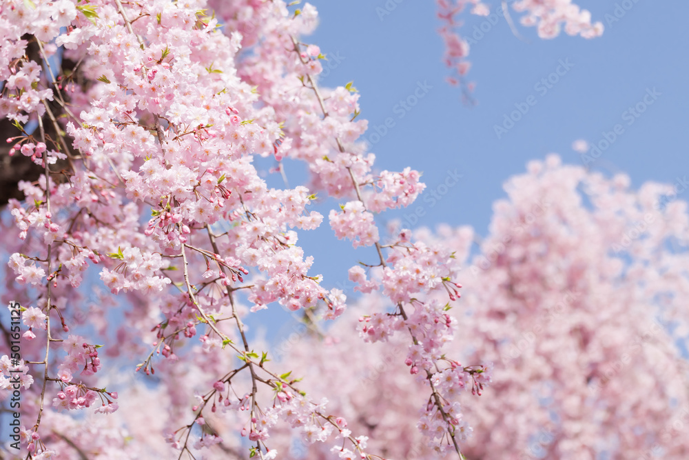 ピンクの花びらが綺麗な満開の桜の花