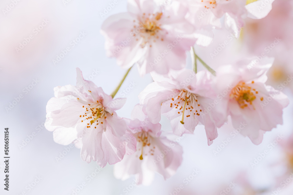 ピンクの花びらが綺麗な満開の桜の花