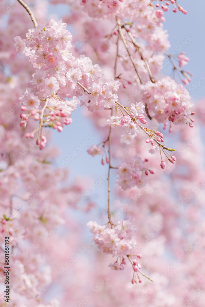 ピンクの花びらが綺麗な満開の桜の花