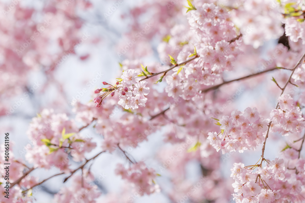 ピンクの花びらが綺麗な満開の桜の花