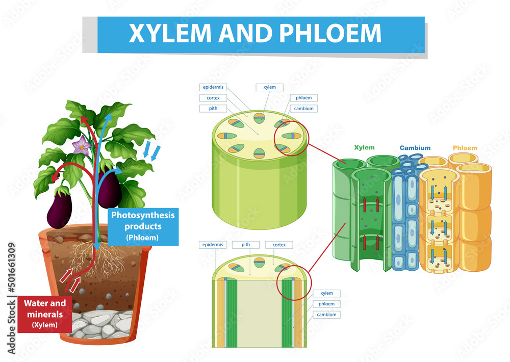 植物木质部和韧皮部示意图