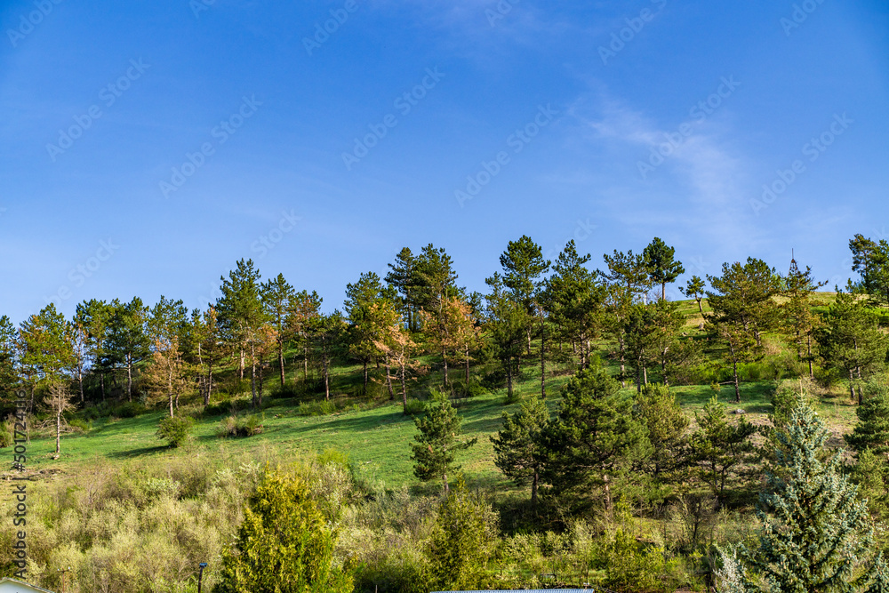 View of trees and grass on the hill with blue sky and soft white clouds