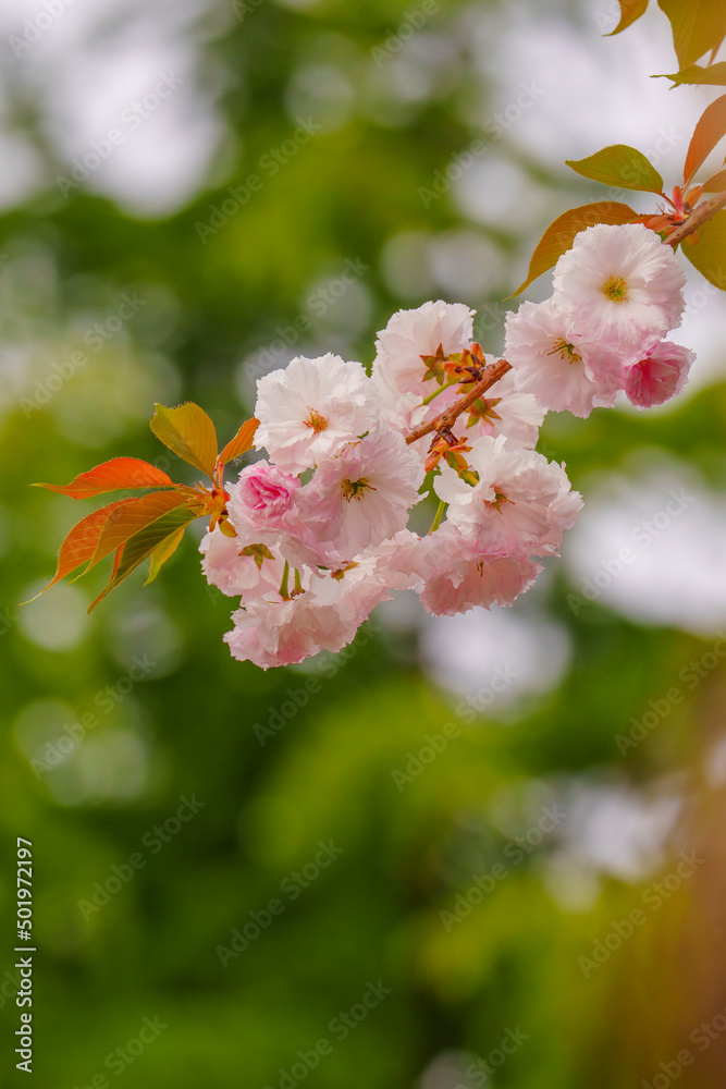 粉红色的樱花在春天绽放