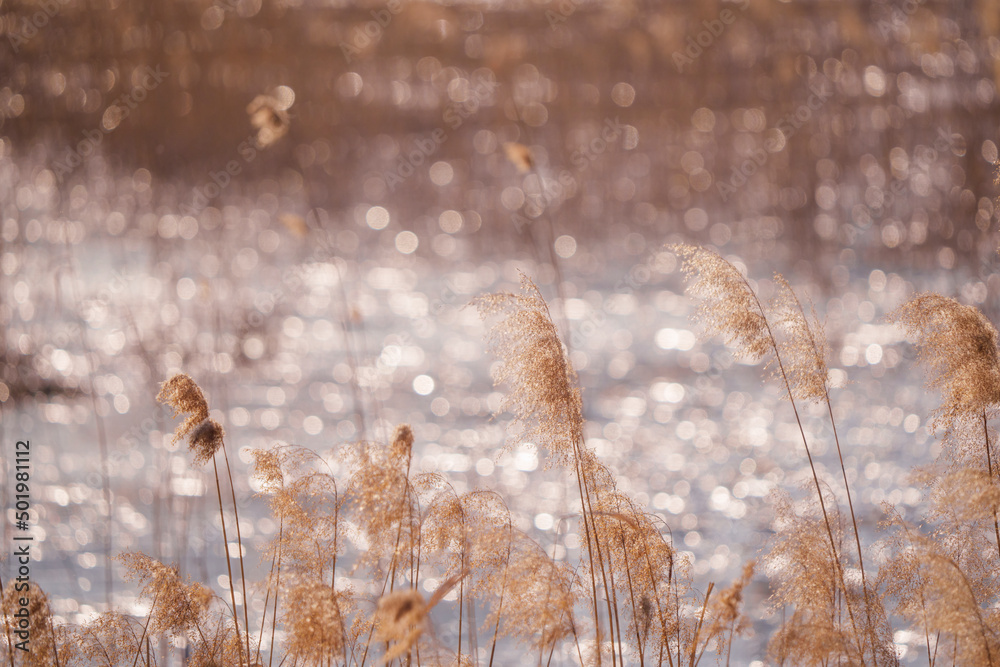 Beautiful reed flower natural scenery background