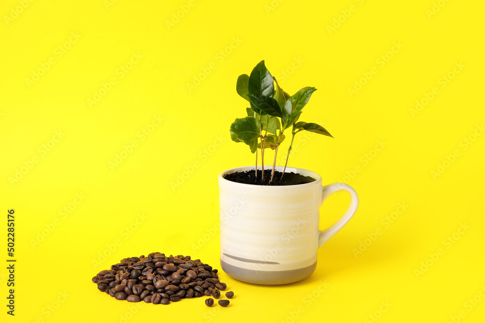 Coffee tree in cup and beans on yellow background