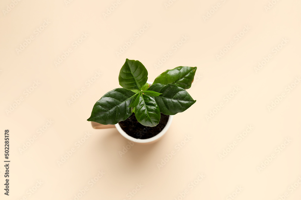 Beautiful coffee tree in cup on color background