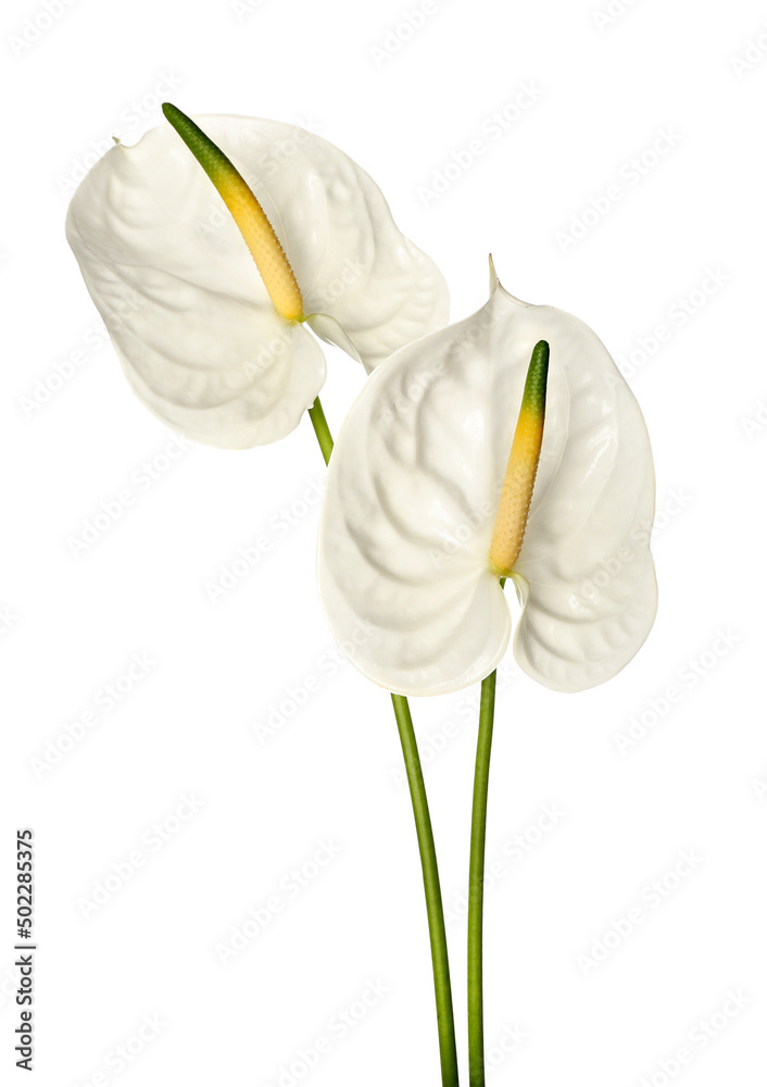 Beautiful anthurium flowers on white background