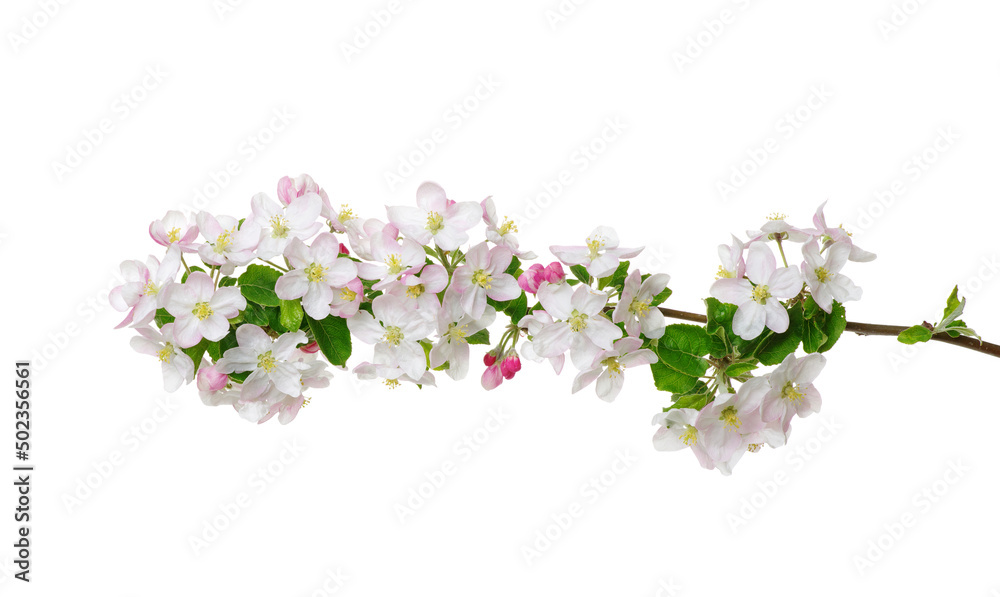 Branch with apple blossoms